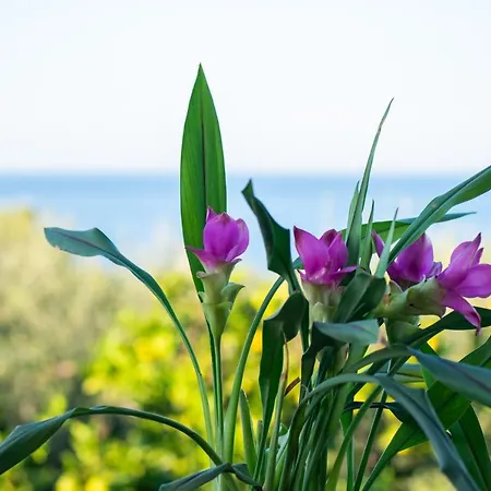 Sosos 2 Bedroom House With Sea View Apartment *